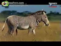 Beastiality taboo zebra sex